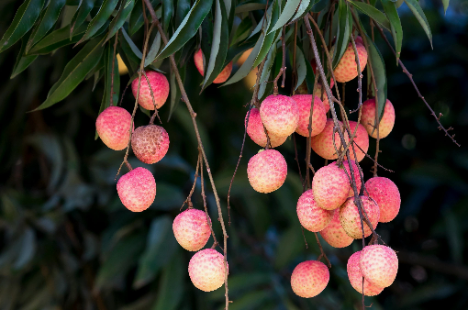 Madagaskar: Export – Toamasina-Litschipreise brechen ein