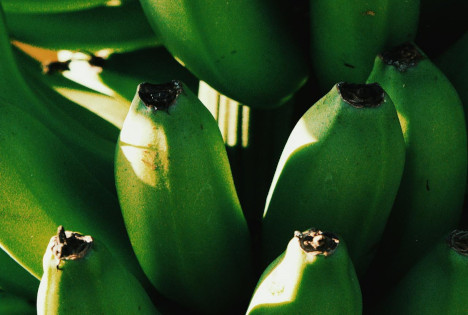 Trotz erhöhtem Angebot und ruhiger Nachfrage zeigte der Bananenmarkt im Januar eine gute Balance