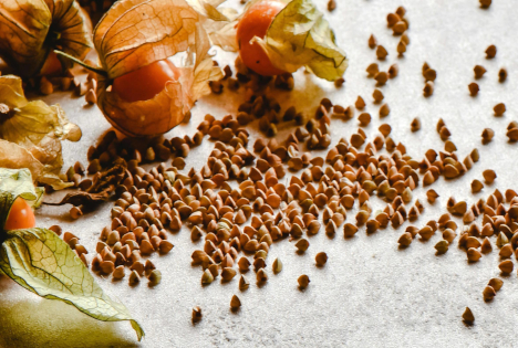 Peruanische Physalisexporte im vergangenen Jahr um 35,4% gestiegen