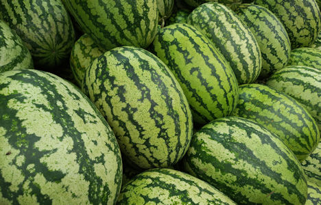 Spanien: Überragende Qualität kennzeichnet Beginn der Gewächshaus-Wassermelonen-Saison