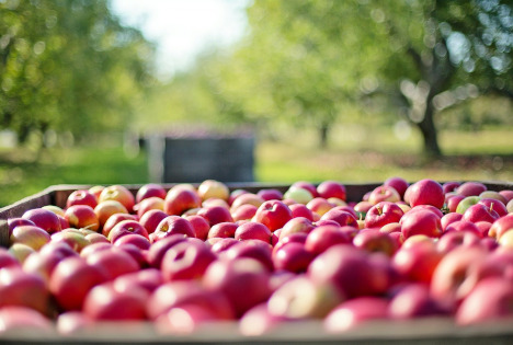 Über 60 000 Tonnen Äpfel geerntet in Hamburg – Strukturwandel betrifft auch Gartenbaubetriebe