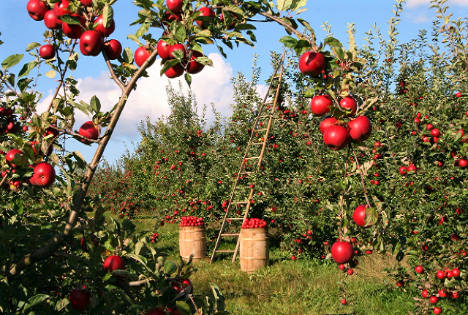 Hochschule Osnabrück und Fachgruppe Obstbau entwickeln neue Richtlinie für nachhaltigen Obstbau