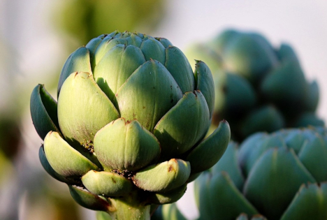 Spanien: Elche steigert Wintergemüseproduktion um 6,7 % auf 24 Millionen kg