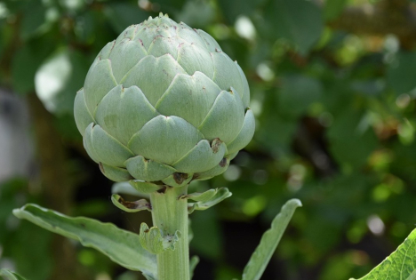 Die Region Vega Baja startet mit einem Plus von 10% in die Artischockensaison