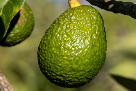 Perus Avocado-Exporte steigen im ersten Halbjahr 2025 um 16 %