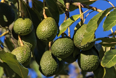 Perus Avocado-Exporte beliefen sich bis Mai fast 800 Millionen USD
