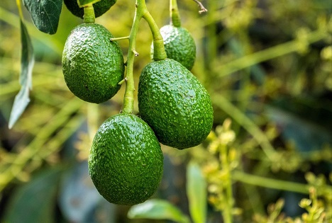 Abrafrutas: Japanische Tradition sorgt für Spitzenqualität bei Hass-Avocados aus Brasilien