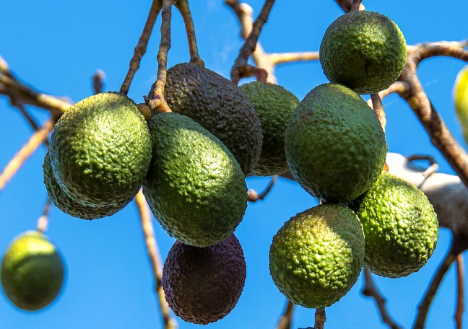 Importe von Avocados mehr als verfünffacht, +402 % von 2013 bis 2023