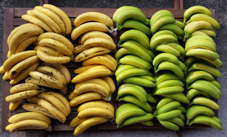 Der Wert von peruanischen Bio-Bananenexporten ist 2023 um 6 % gesunken