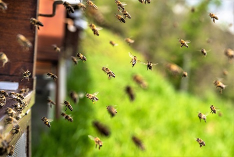Spektakulärer Anstieg der Bienenstöcke auf EU-Farmen – Rekord von 9,4 Millionen erreicht