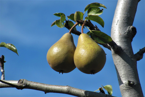 Belgien: Conference-Birnen aus Limburg werden süßer und reifen früher aufgrund des Klimawandels