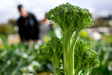 Brokkoli wird in Spanien auf 50.000 Hektar angebaut
