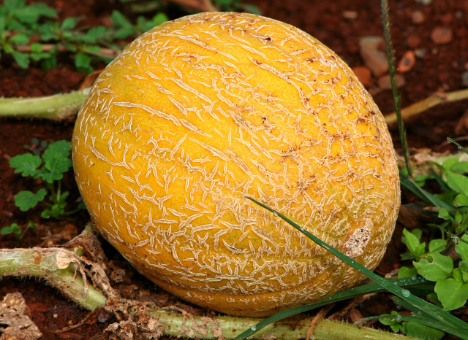 Spanien: Überangebot führt zu Preisrückgang bei Freiland-Wassermelonen und -Melonen