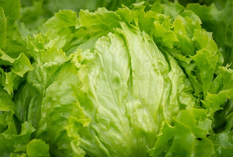 Taylor Farms ruft in den USA sämtlichen in Mexiko produzierten Eisbergsalat wegen Cyclosporiasis-Fällen zurück
