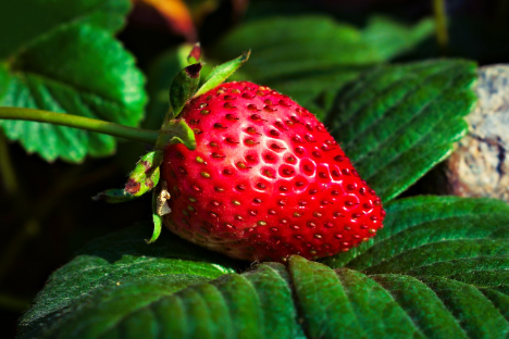 Unterstützung für die Kampagne „Ich esse Erdbeeren aus Huelva“