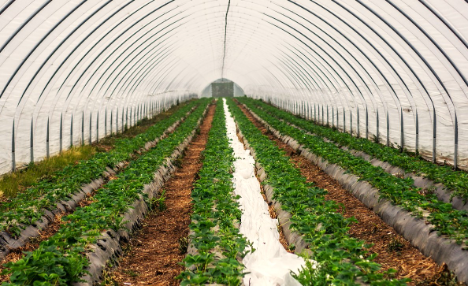 BZL: Immer mehr heimische Erdbeeren wachsen unter Schutzabdeckungen
