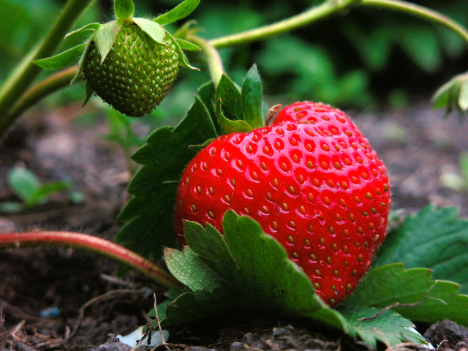 Niederländische, belgische und einheimische Erdbeeren an der Preisspitze