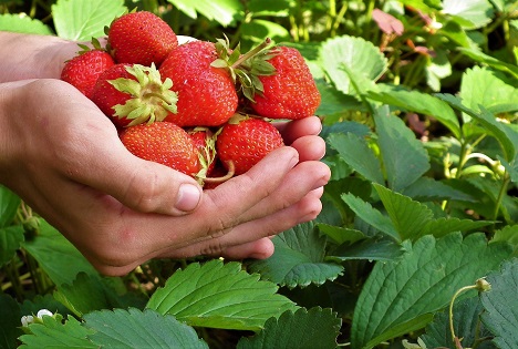 Spargel und Erdbeeren aus Deutschland: Kosten steigen, Preise stagnieren