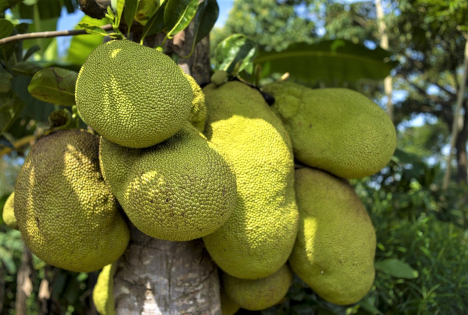 Jackfrucht erobert den Massenmarkt: Exotische Frucht könnte Erfolgsgeschichte der Avocado in Europa wiederholen