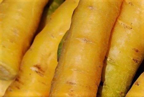 Schweiz: Pfälzerrübe - Geschmacksvolle Urform