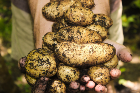 Spanien: Hohe Preise für Kartoffelsaatgut werden die Saison prägen