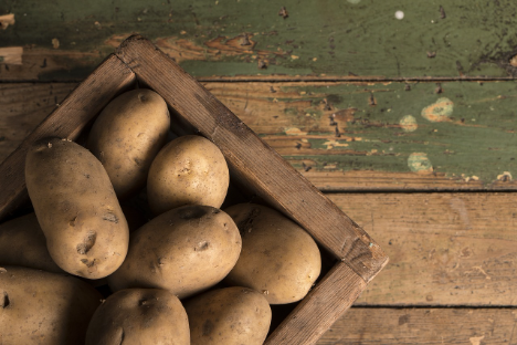 Kartoffelerträge auf den Kanarischen Inseln könnten um bis zu 20 % kleiner ausfallen