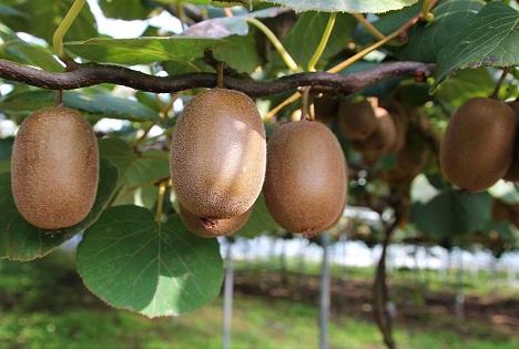Italien bekommt nach 6 Jahren Verhandlungen Zugang zum vietnamesischen Kiwi-Markt