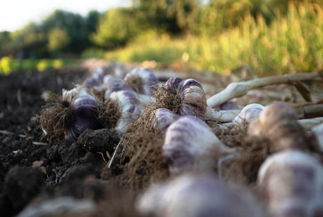 Peruanischen Knoblauchexporte übertrafen bis November das Ergebnis des gesamten Vorjahres