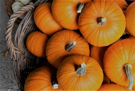 Sachsen-Anhalt: Kürbisse nicht nur zu Halloween beliebt