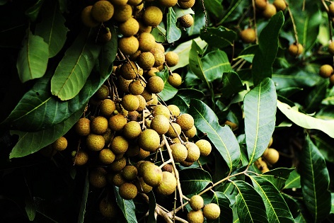 Abrafutas: Longan-Frucht könnte zum neuen Liebling der brasilianischen Obstplantagen werden
