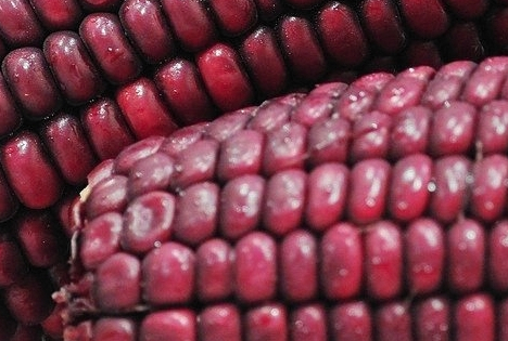 Peru exportierte 2025 violetten Mais im Wert von 2,4 Millionen USD