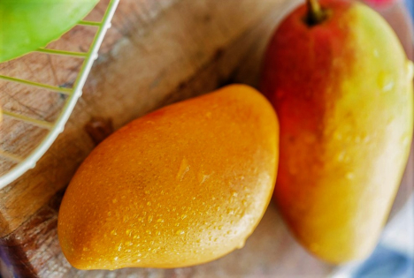 Philippinische Carabao-Mangos erreichen in Kanada nun auch Vancouver