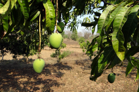 Rückgang der peruanischen Mango-Produktion um 38,3 % im Februar