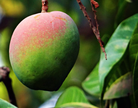 Brasilien bricht Umsatz- und Exportrekord mit im Nordosten erzeugten Mangos