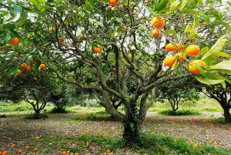 Marokkanische Frühorangen kommen im November auf den Markt
