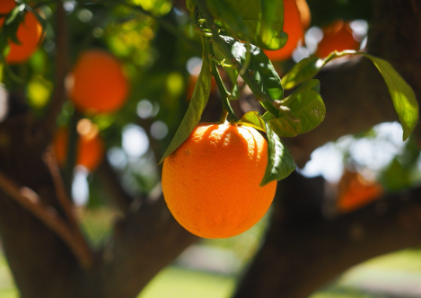 Orangenpreise in Ägypten sinken auf 15 Cent pro kg