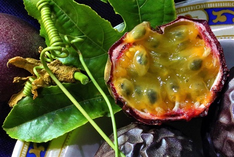 Ecuadorianische Passionsfrucht: Exportboom steht Gesundheitsprobe in Europa bevor