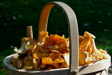 Pfifferlingsaison nahezu abgeschlossen