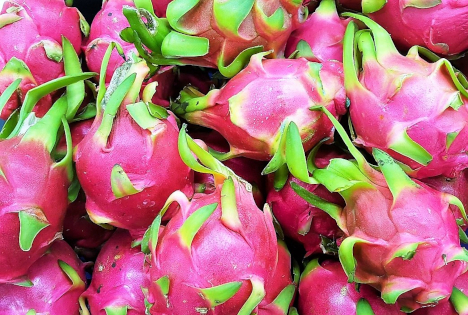 Perus Pitahaya-Exportmarkt im Aufwind
