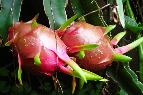 Förderung des spanischen Pitaya-Anbaus in Huelva mit Subventionen