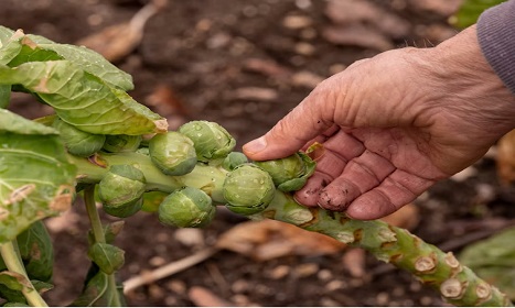NRW Herbstgemüse: Rosenkohlernte mit deutlichem Rückgang (–36,8 %)