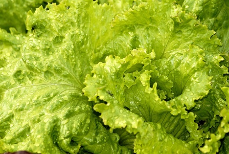 Salat: Wetter treibt Nachfrage an, Hitze erschwert Qualitätssicherung