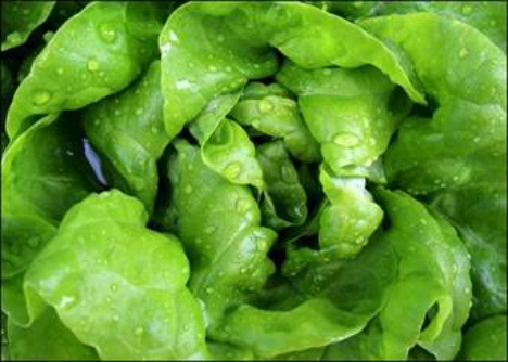 DFHV: Salate im Wareneingang - Hintergründe zur Qualitätskontrolle im Frische Seminar