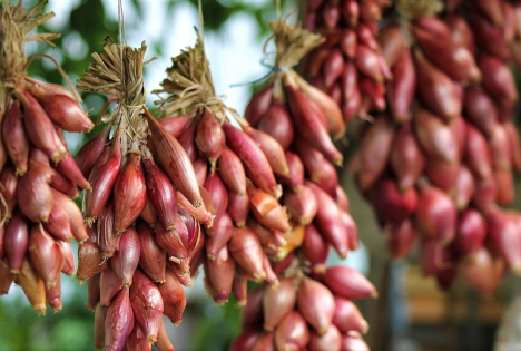 Schweiz: Schalotte - Sanfte Zwiebel