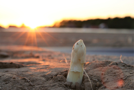 Spargel in Deutschland: Weniger Anbau, mehr Importe