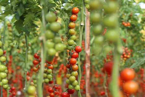 Almería: Entwicklung eines Düngers auf Bakterienbasis zur Steigerung der Tomatenproduktion um 60%