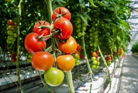 Rekordhohe Agrarsubventionen für ungarische Landwirte