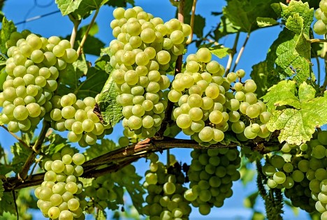 Chile: Zweite Exportprognose 2025/26 des Tafeltrauben-Komitees – Mehr neue Sorten