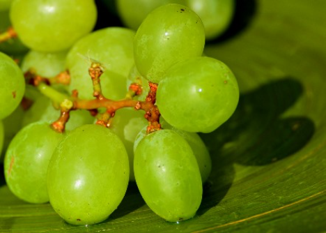 Tafeltrauben: Vielzahl an Varietäten standen bereit, allen voran Italia