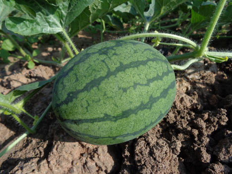 Spanien: Forderungen verschärfter Importkontrollen für Wassermelonen & Melonen wegen unbegreiflichen Preisverfalls